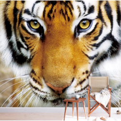 3D fototapetas su tigru